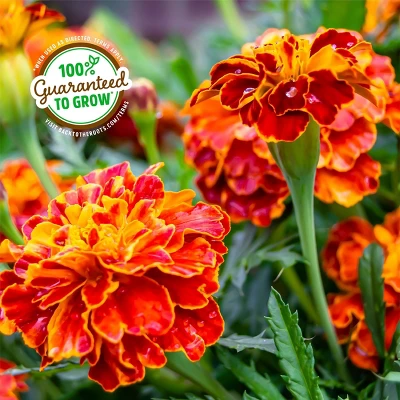 Back To The Roots Organic Marigold Flower Grow Kit With Plantable Starting Pot Soil And Seeds 6 Back To The Roots Organic Marigold Flower Grow Kit With Plantable Starting Pot Soil And Seeds - Image 6