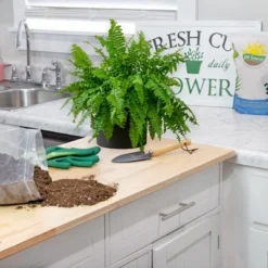 Soil Sunrise Air Cleaning Plant Potting Mix For Pothos, Parlor Palm, Peace Lily 11 Soil Sunrise Air Cleaning Plant Potting Mix For Pothos, Parlor Palm, Peace Lily -D'Eco Store GUEST 81254203 b5da 44ed aaa4 454fd2025950