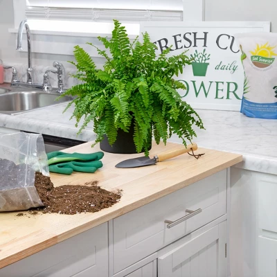 Soil Sunrise Air Cleaning Plant Potting Mix For Pothos, Parlor Palm, Peace Lily 3 Soil Sunrise Air Cleaning Plant Potting Mix For Pothos, Parlor Palm, Peace Lily - Image 3