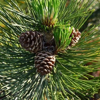 2.25gal Loblolly Pine Tree - National Plant Network 4 2.25gal Loblolly Pine Tree - National Plant Network - Image 4