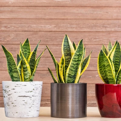 Soil Sunrise Air Cleaning Plant Potting Mix For Pothos, Parlor Palm, Peace Lily 4 Soil Sunrise Air Cleaning Plant Potting Mix For Pothos, Parlor Palm, Peace Lily - Image 4