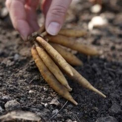 5ct Astilbe Top Choice Cake Mixture Bulbs - Van Zyverden -D'Eco Store GUEST 8588fb6e 9188 461f bc99 83a900371250