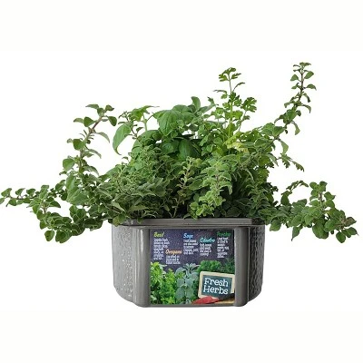 Unique Gardener: Culinary Herb Kit - Grow 5 Herbs In A DIY Biosphere Terrarium 1 Unique Gardener: Culinary Herb Kit - Grow 5 Herbs In A DIY Biosphere Terrarium