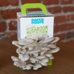 Back To The Roots Organic Mushroom Mini Grow Kit Pearl Oyster 10 Back To The Roots Organic Mushroom Mini Grow Kit Pearl Oyster -D'Eco Store GUEST 874fac39 bd35 4dff 8b5a d7136badad44