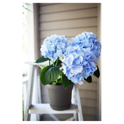 Bloem Saturn Planter With Saucer 1 Bloem Saturn Planter With Saucer