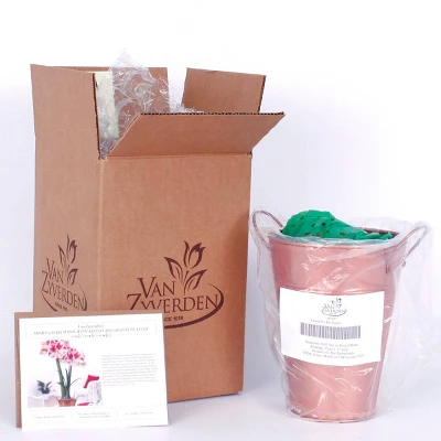 Van Zyverden Amaryllis Red Popov Flower Bulb With Artisan Decorative Planter 4 Van Zyverden Amaryllis Red Popov Flower Bulb With Artisan Decorative Planter - Image 4