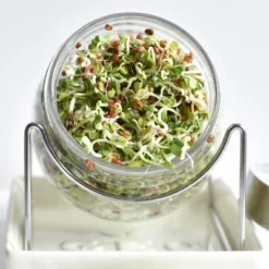 Tribest GEO Sprouting Jar System With Stainless Steel Rack And Ceramic Base Plate – Clear 10 Tribest GEO Sprouting Jar System With Stainless Steel Rack And Ceramic Base Plate – Clear -D'Eco Store GUEST 8c36ed12 8655 4380 a14f 4391e00c9ebb