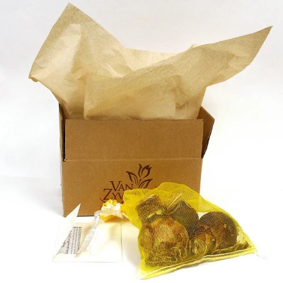 Van Zyverden 3ct Amaryllis Multicolored Economy Mixed Flower Bulb Set 2 Van Zyverden 3ct Amaryllis Multicolored Economy Mixed Flower Bulb Set - Image 2