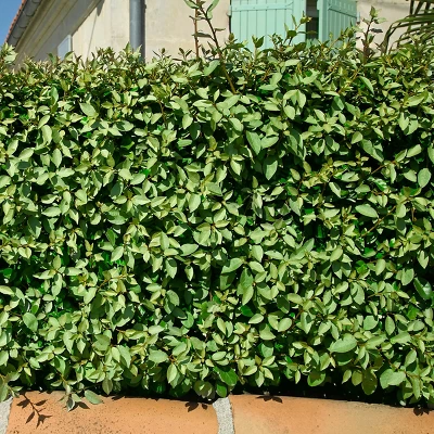 Elaeagnus 2.25gal U.S.D.A. Hardiness Zones 7-9 - 1pc - National Plant Network 3 Elaeagnus 2.25gal U.S.D.A. Hardiness Zones 7-9 - 1pc - National Plant Network - Image 3