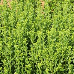 National Plant Network Live Outdoor Sky Pencil Holly Plant - 1ct 1gal 13 National Plant Network Live Outdoor Sky Pencil Holly Plant - 1ct 1gal -D'Eco Store GUEST 92597a58 6f1a 4e3d b09f 89e715fb4dc9