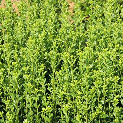 National Plant Network Live Outdoor Sky Pencil Holly Plant - 1ct 1gal 6 National Plant Network Live Outdoor Sky Pencil Holly Plant - 1ct 1gal - Image 6