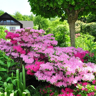 Azalea 'Conversation' U.S.D.A. Hardiness Zones 7-11 - 1pc - Cottage Hill 1 Azalea 'Conversation' U.S.D.A. Hardiness Zones 7-11 - 1pc - Cottage Hill