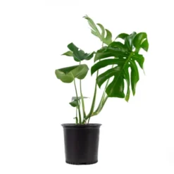 10" Monstera Swiss Cheese Plant - National Plant Network 7 10" Monstera Swiss Cheese Plant - National Plant Network -D'Eco Store GUEST 95565701 2830 41e3 9789 184fd33ec6d9