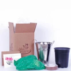 Van Zyverden Amaryllis Pink Flower Bulb With Artisan Decorative Planter -D'Eco Store GUEST 99485770 53ce 4ec4 81c8 c468ddf30e6c