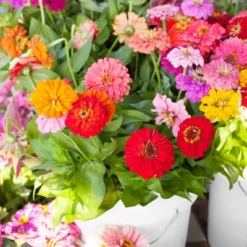 Back To The Roots 5pk Organic USA Flower Seeds 12 Back To The Roots 5pk Organic USA Flower Seeds -D'Eco Store GUEST 9a5e7d18 d232 4ca6 bffc 0cf53ae0febb