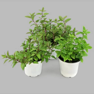 Burpee Herb ' Spearmint' 1pc Seasonal Grown In All U.S.D.A. Hardiness Zones National Plant Network 4" 1 Burpee Herb ' Spearmint' 1pc Seasonal Grown In All U.S.D.A. Hardiness Zones National Plant Network 4"