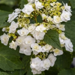 National Plant Network Live Outdoor 4" Wedding Gown Hydrangea Plants - 3ct 15 National Plant Network Live Outdoor 4" Wedding Gown Hydrangea Plants - 3ct -D'Eco Store GUEST a0b4f1a3 d8af 4e80 a634 d71a11b04c84