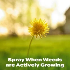 Scotts 32oz Liquid Turf Builder With Plus 2 Weed Control 13 Scotts 32oz Liquid Turf Builder With Plus 2 Weed Control -D'Eco Store GUEST a1467a06 00a3 4970 8e5f 4c0ab8c4382c