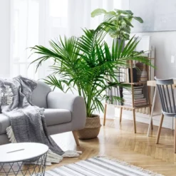 National Plant Network Live Indoor/Outdoor Majesty Palm Plant - 1ct 2.5qt 17 National Plant Network Live Indoor/Outdoor Majesty Palm Plant - 1ct 2.5qt -D'Eco Store GUEST a40434ec 916d 4172 96d7 44495a5ff89b