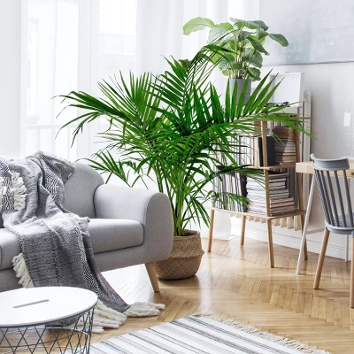 National Plant Network Live Indoor/Outdoor Majesty Palm Plant - 1ct 2.5qt 9 National Plant Network Live Indoor/Outdoor Majesty Palm Plant - 1ct 2.5qt - Image 9