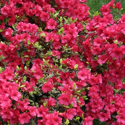 2.25gal Girard Crimson Azalea Plant With Red Blooms - National Plant Network 2 2.25gal Girard Crimson Azalea Plant With Red Blooms - National Plant Network - Image 2