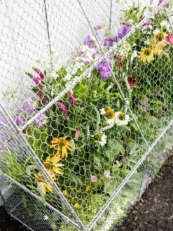 Gardener’s Supply Company Chicken Wire Cloche Flat Back Crop Coop | Sturdy Metal Flower, Garden Plants, And Backyard Vegetables Cover Protector | 20"D 5 Gardener’s Supply Company Chicken Wire Cloche Flat Back Crop Coop | Sturdy Metal Flower, Garden Plants, And Backyard Vegetables Cover Protector | 20"D -D'Eco Store GUEST a5b62303 13fc 4e06 b816 679fa9cfeba1