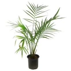 National Plant Network Live Indoor/Outdoor Majesty Palm Plant - 1ct 2.5qt 16 National Plant Network Live Indoor/Outdoor Majesty Palm Plant - 1ct 2.5qt -D'Eco Store GUEST a67ed246 8436 4d21 b88c a6e93b948e44