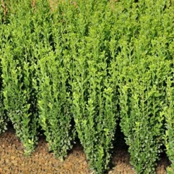 National Plant Network Live Outdoor Sky Pencil Holly Plant - 1ct 1gal 12 National Plant Network Live Outdoor Sky Pencil Holly Plant - 1ct 1gal -D'Eco Store GUEST a7049871 6b94 4209 a5df c6f45f0b026b