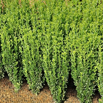 National Plant Network Live Outdoor Sky Pencil Holly Plant - 1ct 1gal 5 National Plant Network Live Outdoor Sky Pencil Holly Plant - 1ct 1gal - Image 5