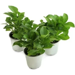 National Plant Network Live Outdoor 4" Wedding Gown Hydrangea Plants - 3ct 17 National Plant Network Live Outdoor 4" Wedding Gown Hydrangea Plants - 3ct -D'Eco Store GUEST a7552ec9 100a 4bd9 8d01 60c8a2c7de2a