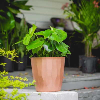 10" Monstera Swiss Cheese Plant - National Plant Network 4 10" Monstera Swiss Cheese Plant - National Plant Network - Image 4