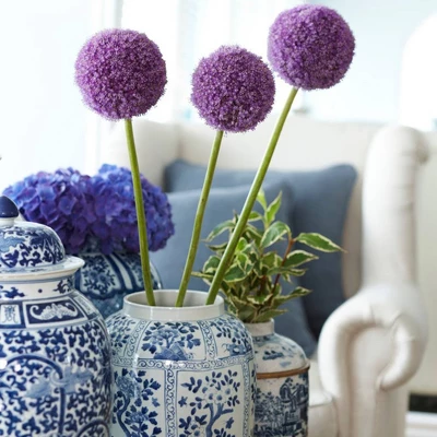 Van Zyverden Allium Purple Giganteum Flower Bulb 1 Van Zyverden Allium Purple Giganteum Flower Bulb