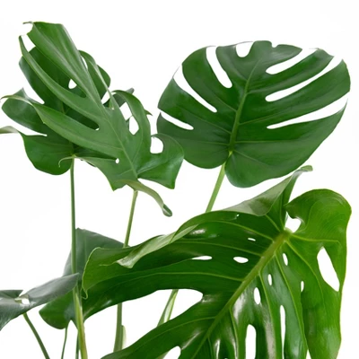 10" Monstera Swiss Cheese Plant - National Plant Network 2 10" Monstera Swiss Cheese Plant - National Plant Network - Image 2
