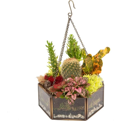 D'Eco Glass Geometric DIY Terrarium, Succulent & Air Plant- Hanging Mini Hexagon Shaped For Indoor Gardening Decor- Create Your Own Centerpiece 1 D'Eco Glass Geometric DIY Terrarium, Succulent & Air Plant- Hanging Mini Hexagon Shaped For Indoor Gardening Decor- Create Your Own Centerpiece