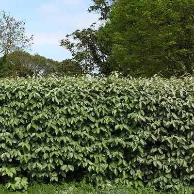 Elaeagnus 2.25gal U.S.D.A. Hardiness Zones 7-9 - 1pc - National Plant Network 2 Elaeagnus 2.25gal U.S.D.A. Hardiness Zones 7-9 - 1pc - National Plant Network - Image 2