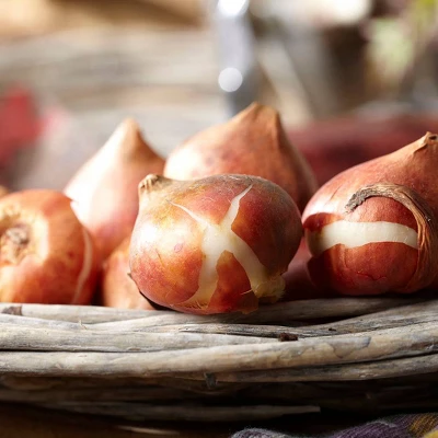 Van Zyverden 25ct Bulbs Tulips Extended Bloom Elegance Mixture 1 Van Zyverden 25ct Bulbs Tulips Extended Bloom Elegance Mixture