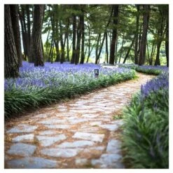 Liriope 'Big Blue' 1pc - National Plant Network - U.S.D.A. Hardiness Zones 5 - 10 7 Liriope 'Big Blue' 1pc - National Plant Network - U.S.D.A. Hardiness Zones 5 - 10 -D'Eco Store GUEST b8a8b122 ea10 4bab bb37 767433152196