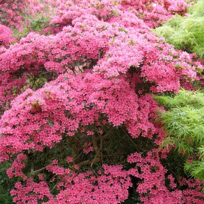 2.5qt Pink Pearl Azalea Plant With Pink Blooms - National Plant Network 2 2.5qt Pink Pearl Azalea Plant With Pink Blooms - National Plant Network - Image 2