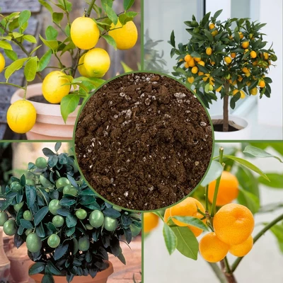 Soil Sunrise Citrus Tree Potting Soil Mix, For Indoor Oranges, Lemons, Limes And More 2 Soil Sunrise Citrus Tree Potting Soil Mix, For Indoor Oranges, Lemons, Limes And More - Image 2