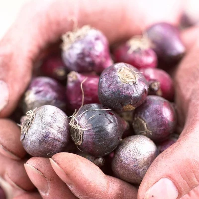25ct Spanish Blue Bells Mixed Colors Bulbs - Van Zyverden 2 25ct Spanish Blue Bells Mixed Colors Bulbs - Van Zyverden - Image 2