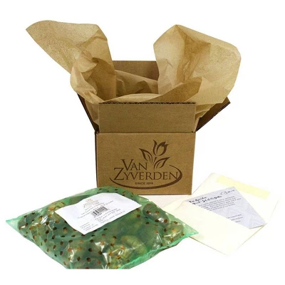 25ct Tulips Angelique Bulbs - Van Zyverden 2 25ct Tulips Angelique Bulbs - Van Zyverden - Image 2