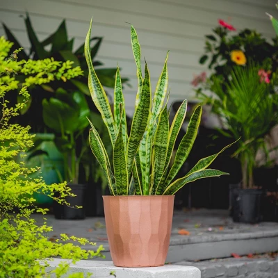 2Gal Snake Plant 'Laurentii' Sansaveria Plant In 10" Grower's Pot - National Plant Network 1 2Gal Snake Plant 'Laurentii' Sansaveria Plant In 10" Grower's Pot - National Plant Network