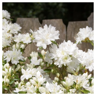 Azalea Delaware Valley White' 1pc - National Plant Network - U.S.D.A. Hardiness Zones 5 - 8 2 Azalea Delaware Valley White' 1pc - National Plant Network - U.S.D.A. Hardiness Zones 5 - 8 - Image 2