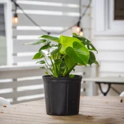 10" Monstera Swiss Cheese Plant - National Plant Network 9 10" Monstera Swiss Cheese Plant - National Plant Network -D'Eco Store GUEST c14d0e65 f28e 4a64 b549 2a4eb70930ef