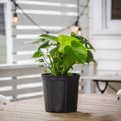 10" Monstera Swiss Cheese Plant - National Plant Network 5 10" Monstera Swiss Cheese Plant - National Plant Network - Image 5