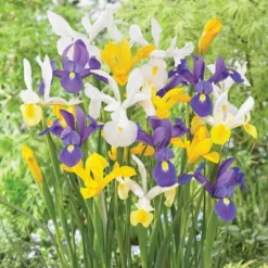 Van Zyverden 75ct Bulbs Dutch Iris Mixed -D'Eco Store GUEST c1d04ecb 5a8c 44f5 98c1 d0455b73a80b
