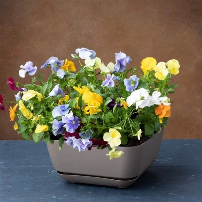 Novelty Majestic Garden Plastic Indoor/Outdoor Square Planter Pot, Taupe, 12in 1 Novelty Majestic Garden Plastic Indoor/Outdoor Square Planter Pot, Taupe, 12in