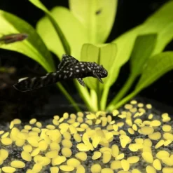 Garden Stones-500 Count Glow In The Dark Solar Pathway Pebble Lights-Decorative Glowing Rocks By Nature Spring (Yellow) 7 Garden Stones-500 Count Glow In The Dark Solar Pathway Pebble Lights-Decorative Glowing Rocks By Nature Spring (Yellow) -D'Eco Store GUEST c91589d6 de0c 4753 9dbf 2bbf2a5c7775