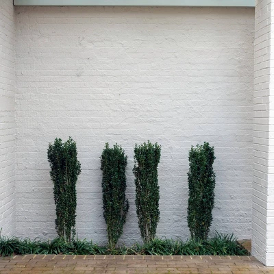 National Plant Network Live Outdoor Sky Pencil Holly Plant - 1ct 1gal 4 National Plant Network Live Outdoor Sky Pencil Holly Plant - 1ct 1gal - Image 4