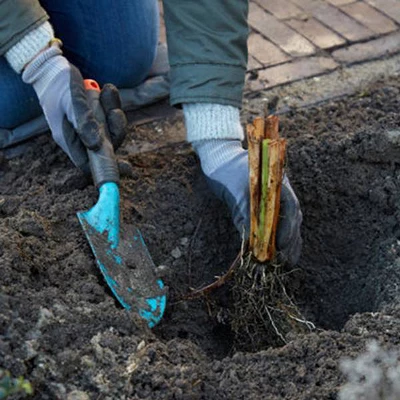 3ct Bearded Iris Superstition Roots - Van Zyverden 3 3ct Bearded Iris Superstition Roots - Van Zyverden - Image 3